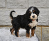 Bernedoodle For Sale Sugarcreek OH-Lola