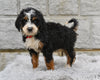 Bernedoodle For Sale Sugarcreek OH-Lola