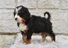 Bernedoodle For Sale Sugarcreek OH-Lola