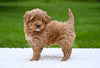 F1B Mini Goldendoodle For Sale Sugarcreek OH- Luna