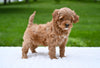 F1B Mini Goldendoodle For Sale Sugarcreek OH- Luna