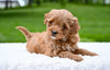 F1B Mini Goldendoodle For Sale Sugarcreek OH- Luna