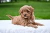 F1B Mini Goldendoodle For Sale Sugarcreek OH- Luna