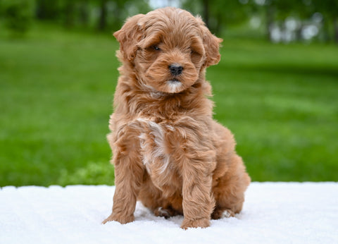 F1B Mini Goldendoodle For Sale Sugarcreek OH- Luna