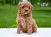F1B Mini Goldendoodle For Sale Sugarcreek OH- Luna