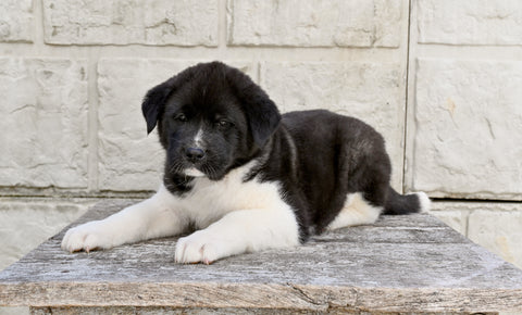 AKC Akita For Sale Millersburg OH Male