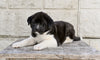 AKC Akita For Sale Millersburg OH Male