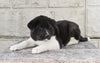 AKC Akita For Sale Millersburg OH Male