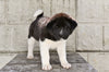AKC Akita For Sale Millersburg OH Male