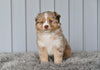 Mini Australian Shepherd Red Merle For Sale Holmesville OH Macy