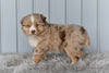 Mini Australian Shepherd Red Merle For Sale Holmesville OH Macy