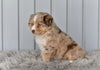 Mini Australian Shepherd Red Merle For Sale Holmesville OH Macy
