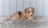 Mini Australian Shepherd Red Merle For Sale Holmesville OH Macy