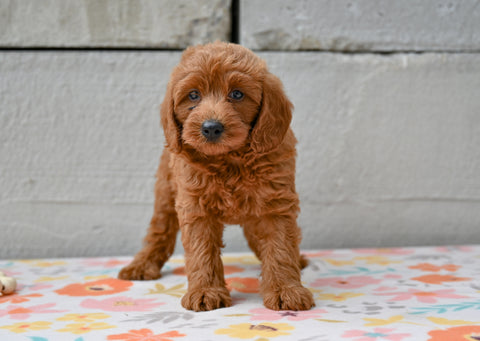 Miniature Poodle Puppy For Sale Fresno Ohio-Maggie