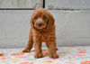 Miniature Poodle Puppy For Sale Fresno Ohio-Maggie