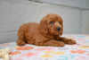 Miniature Poodle Puppy For Sale Fresno Ohio-Maggie