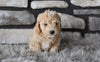 Toy Poodle For Sale Sugarcreek OH-Marley