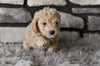 Toy Poodle For Sale Sugarcreek OH-Marley