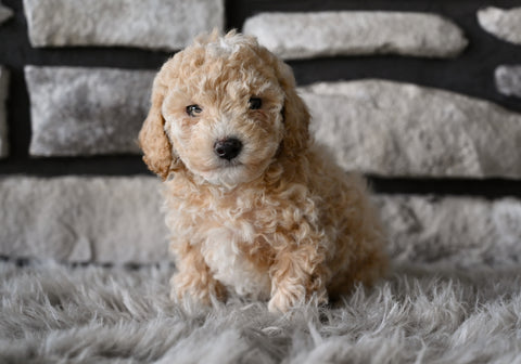Toy Poodle For Sale Sugarcreek OH-Marley