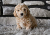 Toy Poodle For Sale Sugarcreek OH-Marley
