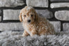 Toy Poodle For Sale Sugarcreek OH-Marley