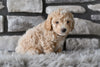 Toy Poodle For Sale Sugarcreek OH-Marley