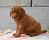 Miniature Poodle Puppy For Sale Fresno Ohio-Marty