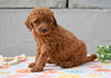 Miniature Poodle Puppy For Sale Fresno Ohio-Marty