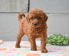 Miniature Poodle Puppy For Sale Fresno Ohio-Marty