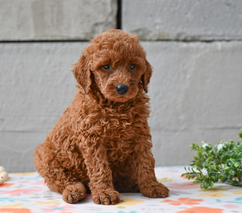 Miniature Poodle Puppy For Sale Fresno Ohio-Marty