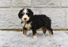 Bernedoodle For Sale Sugarcreek OH-Matilda