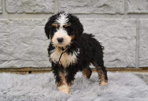 Bernedoodle For Sale Sugarcreek OH-Matilda