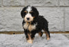 Bernedoodle For Sale Sugarcreek OH-Matilda