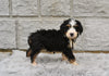 Bernedoodle For Sale Sugarcreek OH-Matilda