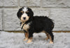 Bernedoodle For Sale Sugarcreek OH-Matilda