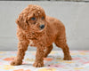 Miniature Poodle Puppy For Sale Fresno Ohio-Maverick