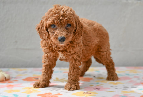 Miniature Poodle Puppy For Sale Fresno Ohio-Maverick