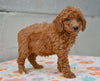 Miniature Poodle Puppy For Sale Fresno Ohio-Maverick