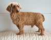 ACA Adult Miniature Poodle For Sale Fresno OH-Max