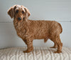 ACA Adult Miniature Poodle For Sale Fresno OH-Max