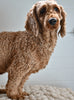 ACA Adult Miniature Poodle For Sale Fresno OH-Max