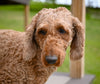 ACA Adult Miniature Poodle For Sale Fresno OH-Max