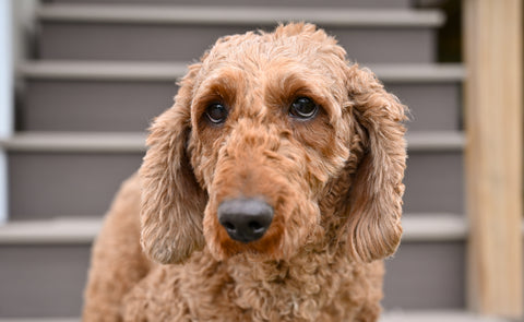 ACA Adult Miniature Poodle For Sale Fresno OH-Max