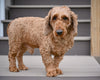 ACA Adult Miniature Poodle For Sale Fresno OH-Max