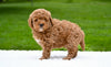 F1B Mini Goldendoodle Sugarcreek OH-Max