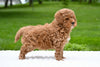 F1B Mini Goldendoodle Sugarcreek OH-Max
