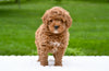F1B Mini Goldendoodle Sugarcreek OH-Max