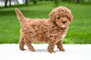 F1B Mini Goldendoodle Sugarcreek OH-Max