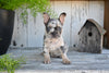 AKC French Bulldog For Sale Baltic OH Max