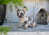 AKC French Bulldog For Sale Baltic OH Max
